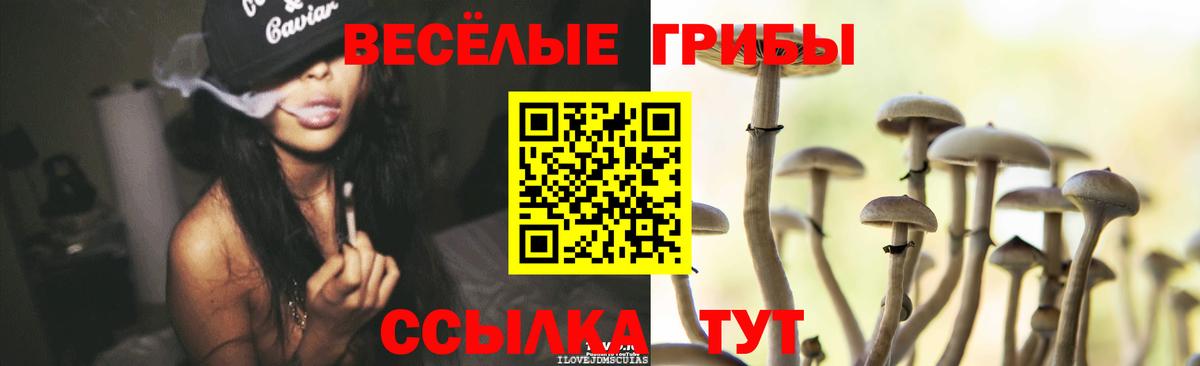 Чебоксары  Псилоцибиновые грибы Psilocybine cubensis  Вход с VPN 